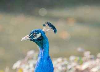 Aufstellungen: Teilnehmer: Borussia Mönchengladbach Gegen FC Bayern München – So Spielt Der Rekordmeister Aufstellungen: Teilnehmer: Borussia Mönchengladbach Gegen FC Bayern München – So Spielt Der Rekordmeister