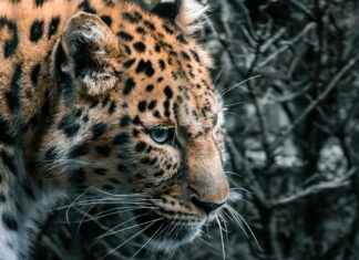 Aufstellungen: Teilnehmer: RB Leipzig gegen Eintracht Frankfurt Aufstellungen: Teilnehmer: RB Leipzig gegen Eintracht Frankfurt