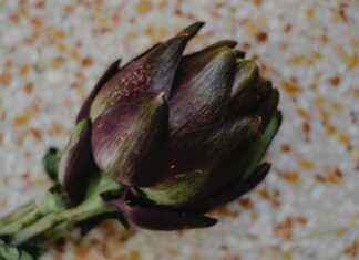 Teilnehmer: Atalanta Bergamo gegen Bayer Leverkusen Statistiken Teilnehmer: Atalanta Bergamo gegen Bayer Leverkusen Statistiken