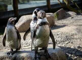 Teilnehmer: FC Bayern München gegen BVB Tabelle Teilnehmer: FC Bayern München gegen BVB Tabelle