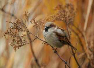 Teilnehmer: VfB Stuttgart gegen 1. FSV Mainz 05 Teilnehmer: VfB Stuttgart gegen 1. FSV Mainz 05