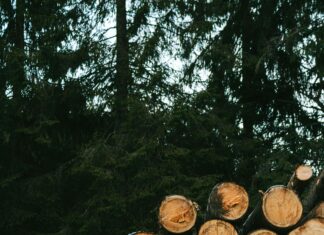 Teilnehmer: SV Elversberg Gegen Schalke Tabelle – Wer Gewinnt?