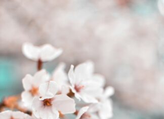 Aufstellungen: Teilnehmer: PSV Eindhoven Gegen BVB – Wer Gewinnt?