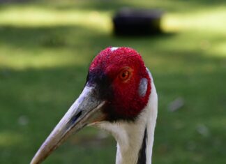 Aufstellungen: Teilnehmer: VfB Stuttgart Gegen 1. FSV Mainz 05 – Wer Gewinnt?