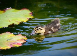 Aufstellungen: Teilnehmer: SC Freiburg Gegen VfB Stuttgart Enthüllt!