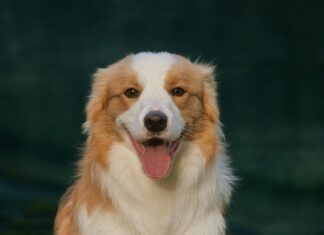 Teilnehmer: SC Freiburg Gegen VfB Stuttgart – Wer Gewinnt Das Duell?