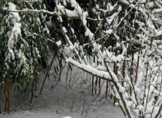 Teilnehmer: Atalanta Bergamo Gegen Bayer Leverkusen – Wer Gewinnt?